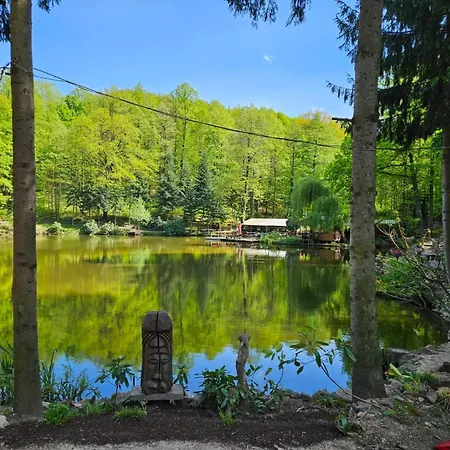 Daisy Свебодзице